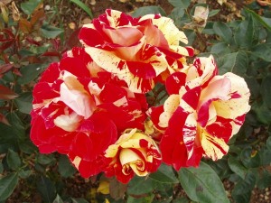 BRUSH STROKES (floribunda)